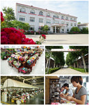 Plantas Artificiais Plásticas, Bonsai Pequena, Árvore em Vaso – Decoração de Mesa para Casa, Arranjo de Jardim e Ornamentos